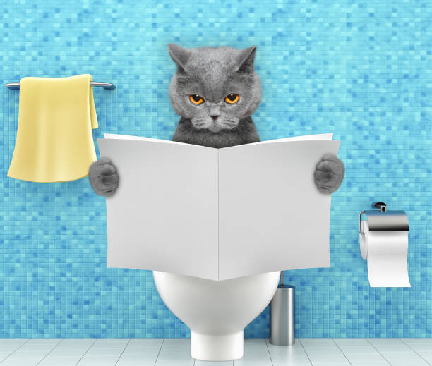 incontinencia urinaria en gatos